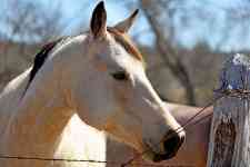 Keller: ranch, horse, fence