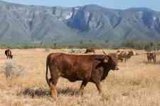 Keller: ranch, farm, cow