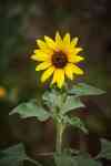 Keller: flower, sunflower, plant